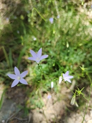 Wahlenbergia gracilis