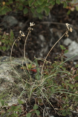 Allium vodopjanovae