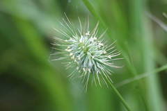 Echinopogon caespitosus