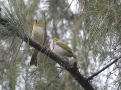 Ptilotula penicillata