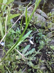 Lobelia anceps