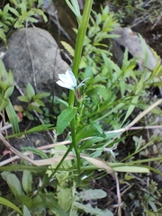 Lobelia anceps