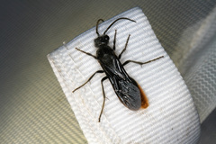 Sphaeropthalma marpesia
