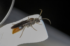 Sphaeropthalma marpesia