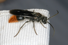 Sphaeropthalma marpesia