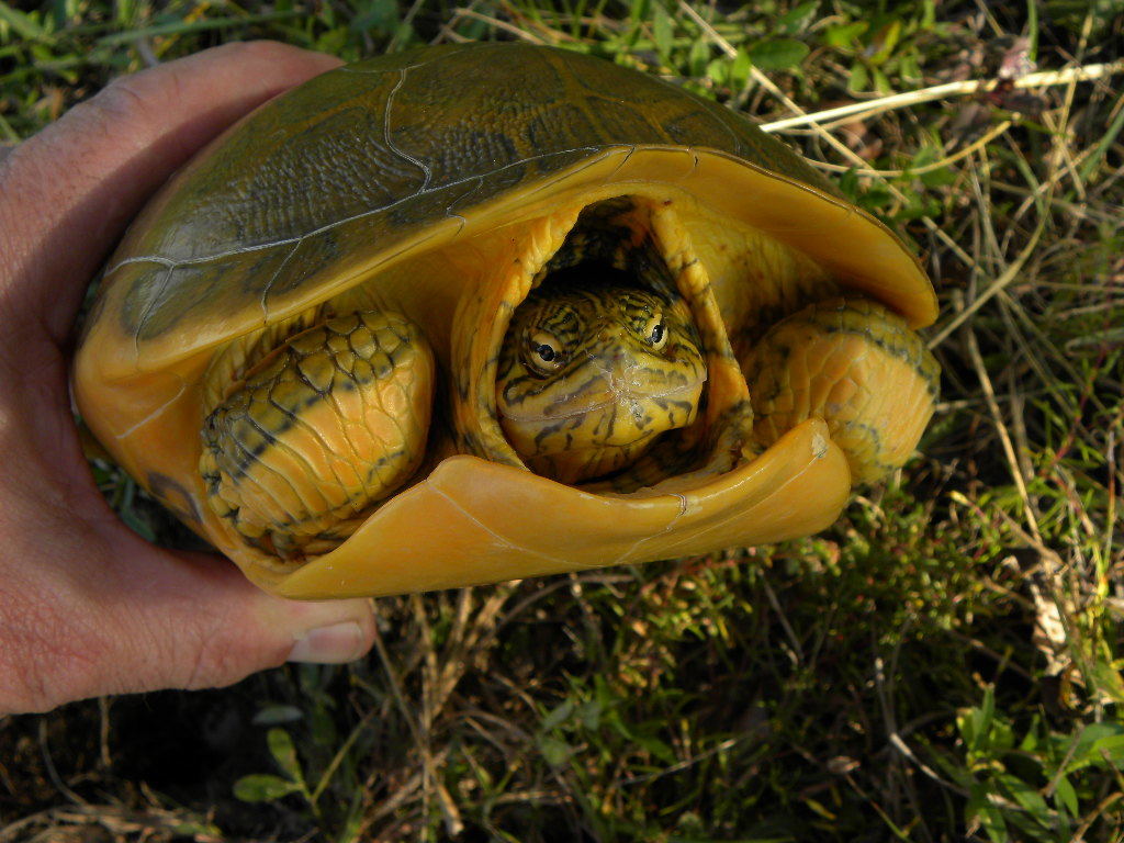 Florida Chicken Turtle