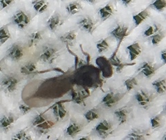 Platygastridae