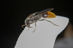 Sphaeropthalma marpesia