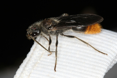 Sphaeropthalma marpesia