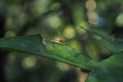 Pseudogagrella splendens