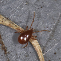 Pergamasus