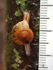 Nitor subrugatus