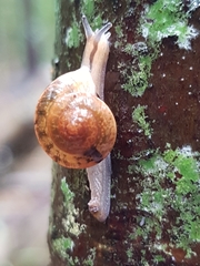 Nitor subrugatus