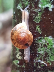Nitor subrugatus