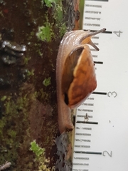 Nitor subrugatus
