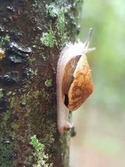 Nitor subrugatus