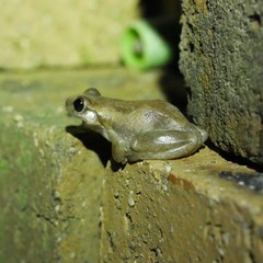 Litoria balatus