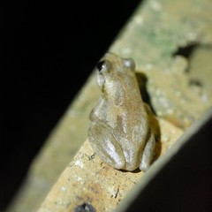 Litoria balatus