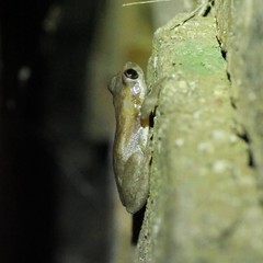 Litoria balatus