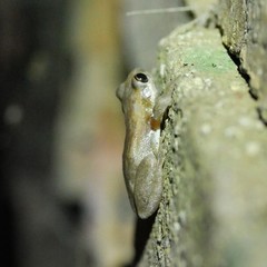 Litoria balatus