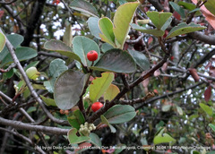 Cotoneaster multiflorus