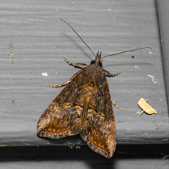 Hypena scabra