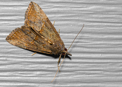 Hypena scabra