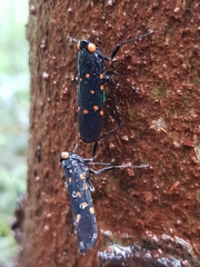 Desudaba maculata