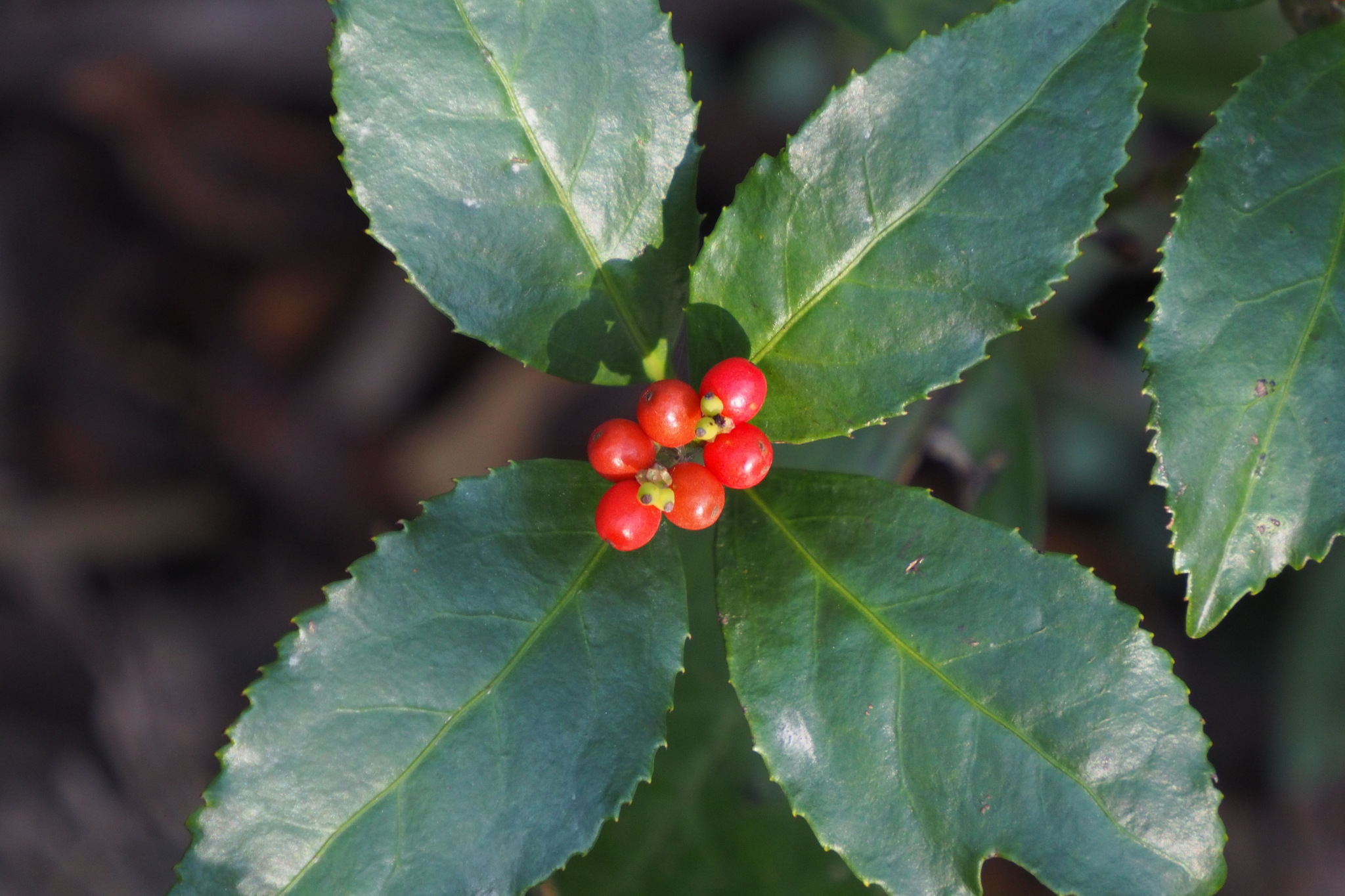 Chloranthaceae