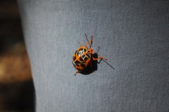 Antestiopsis anchora