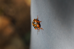 Antestiopsis anchora