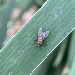 Pygophora apicalis