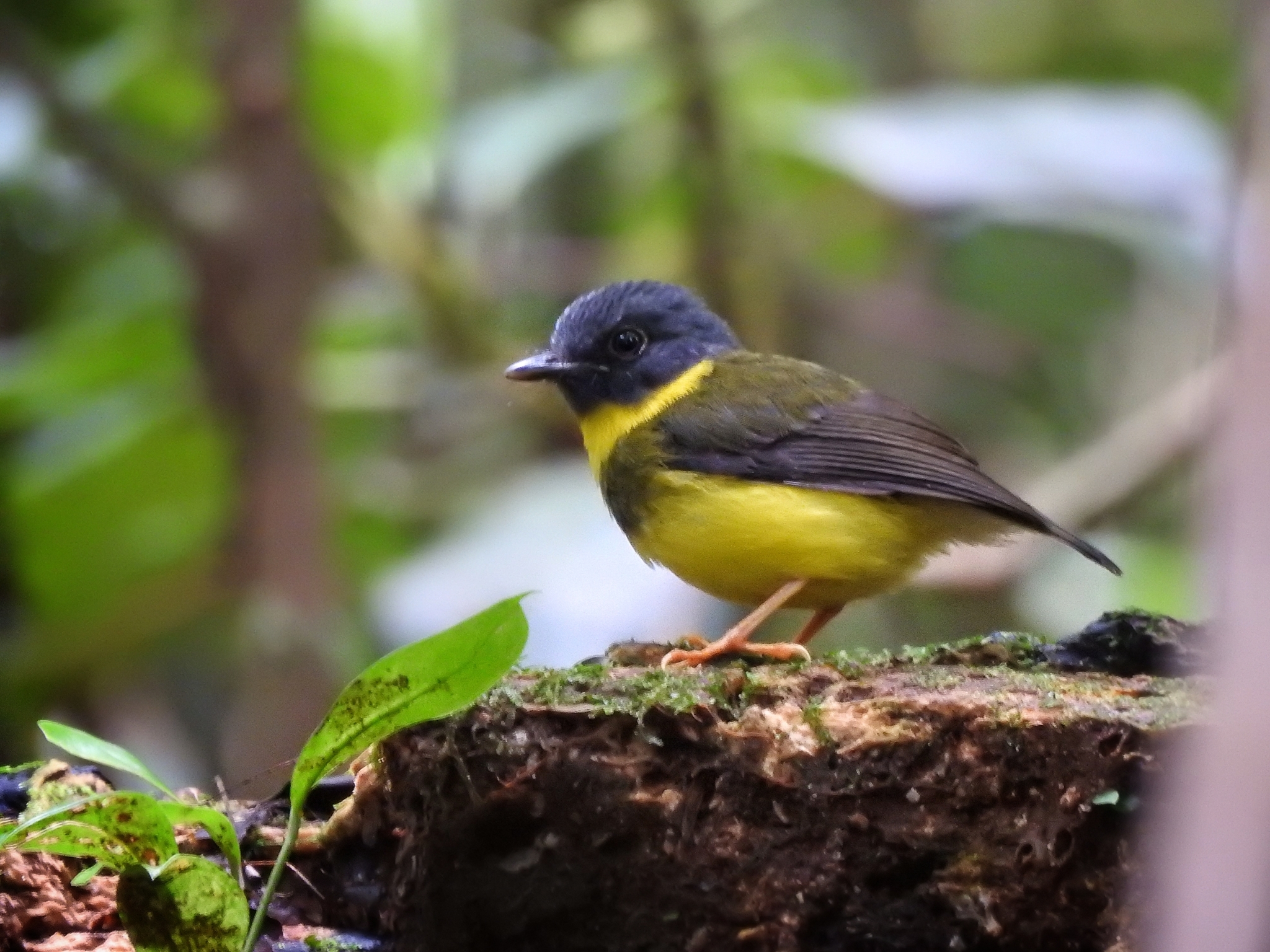 Banded Yellow Robin illustration