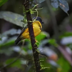 Poecilodryas placens