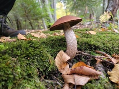 Leccinum