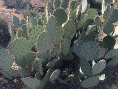 Opuntia chlorotica