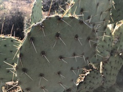 Opuntia chlorotica