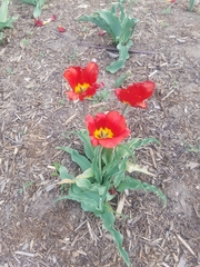 Tulipa