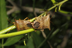 Edessa reticulata