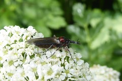 Dilophus nigrostigma