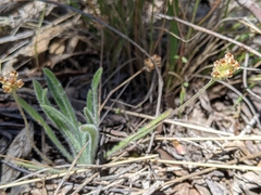 Plantago hispida