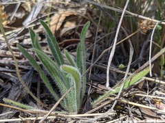 Plantago hispida