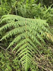 Cyatheaceae