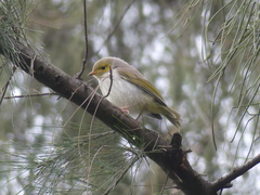 Ptilotula penicillata