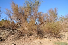 Prosopis pubescens