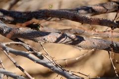 Prosopis pubescens