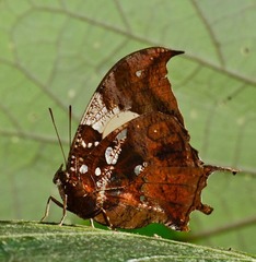 Hypna clytemnestra huebneri