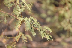 Prosopis pubescens