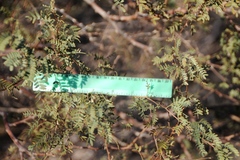Prosopis pubescens