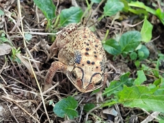 Duttaphrynus melanostictus